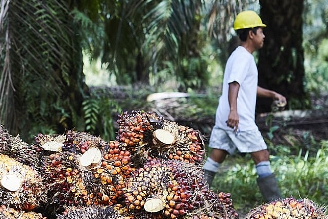 Le géant Unilever s’associe à Google pour stopper la déforestation qu’il crée par son activité